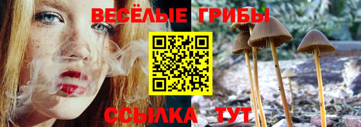 Галлюциногенные грибы Psilocybine cubensis Северобайкальск